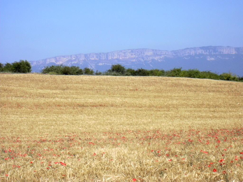 Dove sono finiti i papaveri? Papaver rhoeas